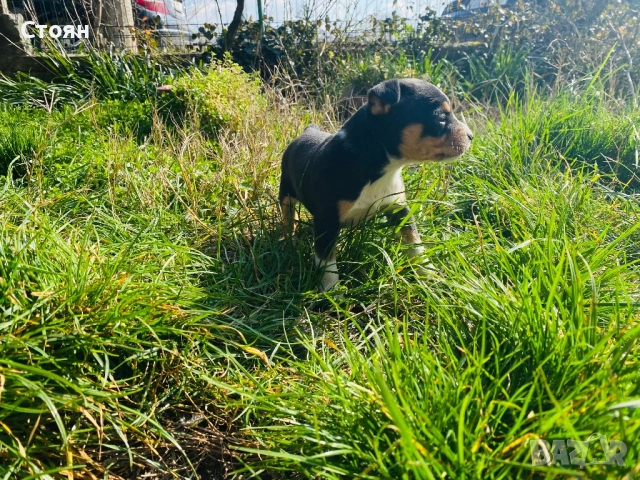 Мини пинчер 