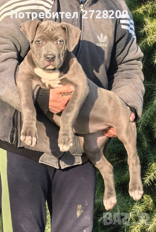 Американско Були Хл/American Bully XL , снимка 5 - Питбул - 53262294