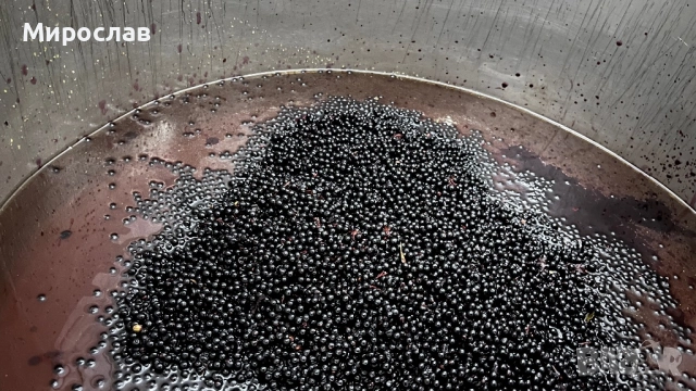 Сироп от меден черен бъз ( Самбукус нигра) бъзак, снимка 4 - Домашни продукти - 52807248