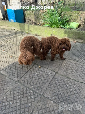 Той Пудел/Toy Poodle, снимка 6 - Пудели - 53826351