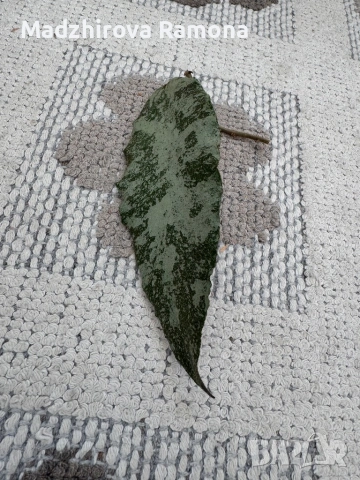 Hoya Caudata gold , снимка 3 - Стайни растения - 53819014