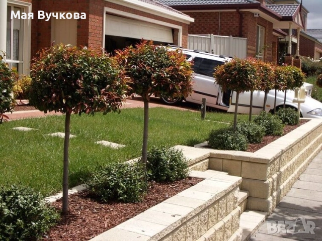 Комплект 2бр Фотиния дърво , снимка 4 - Градински цветя и растения - 53060096