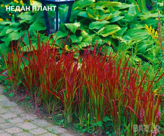 Императа "Червен барон"