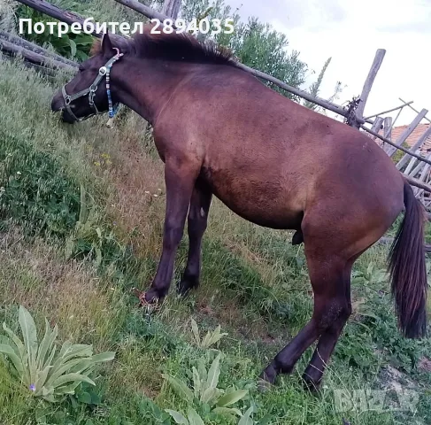 мъжко на 11 месеца 