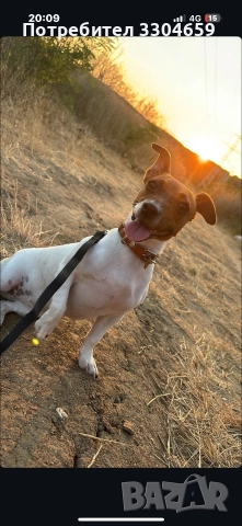 Подарявам куче Джак Райън 