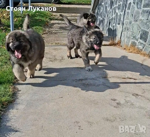 Кавказка Овчарка , снимка 3 - Кавказка овчарка - 52462694