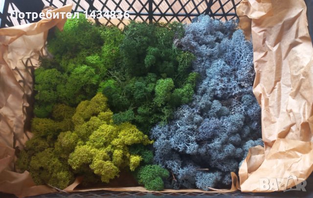 Скандинавски мъх за изработка на картини, декорации и др, снимка 2 - Други - 42354058