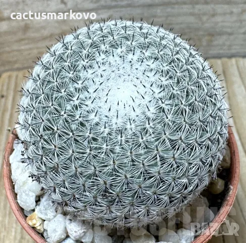 Mammillaria microthele v. superfina, снимка 1 - Стайни растения - 48027353