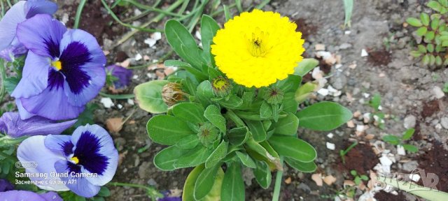 Продавам разсад и семена кичест Невен, снимка 2 - Сортови семена и луковици - 41336144