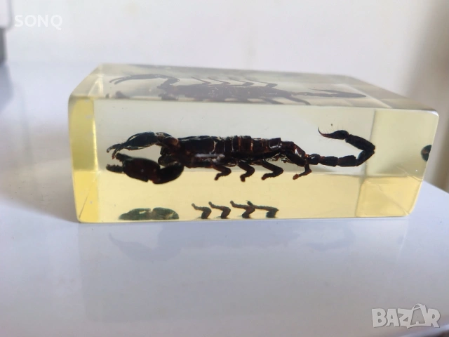 Страхотна Колекция Хербарий От Буболечки,Насекоми №2, снимка 5 - Колекции - 53174303