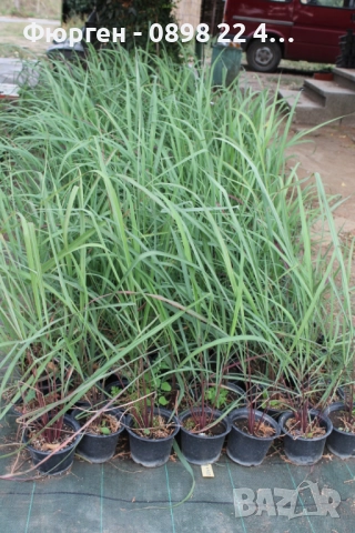 Лимонева трева - Разсад, снимка 4 - Разсади - 52045337