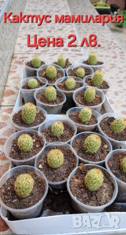 Красота в градината и на балкона, снимка 9 - Градински цветя и растения - 46135404