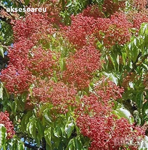 Продавам 400 висококачествени семена от медоносното дърво на пчеларя Еводия Даниели и разсад дръвчет, снимка 11 - Сортови семена и луковици - 49061583