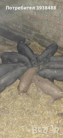 Прасенца Иберико 22-23 кг , снимка 2 - Прасета - 53837696