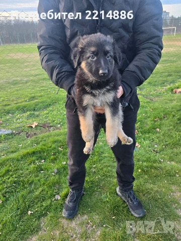 Немска овчарка работен тип, снимка 13 - Немска овчарка - 52970117