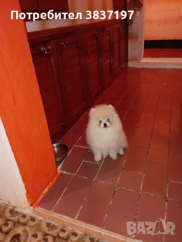3 ваксини+ бяс чип и паспорт , снимка 3 - Померан - 53470509