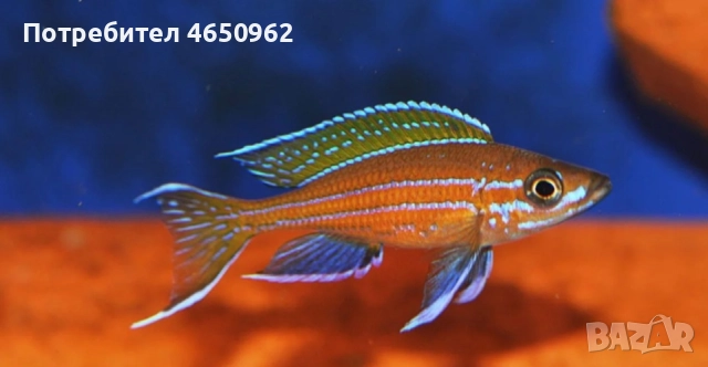 Аквариумни риби, африкански цихлиди от езерото Танганика, снимка 10 - Рибки - 52416463