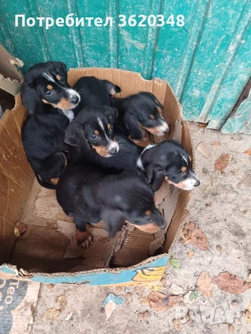 Ловни кучета