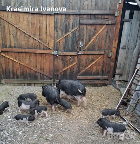 Продавам , снимка 3 - Прасета - 50319107