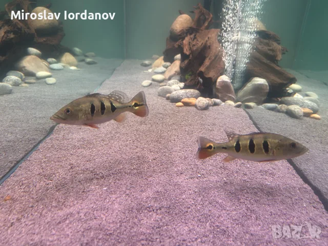цихли peacock bass, снимка 6 - Рибки - 55966009