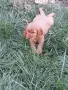 Кокер Шпаньол Момченце., снимка 2
