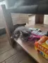 Персийски котарак , снимка 3