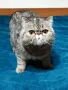 Екзотично късокосместо женско коте 🐈, снимка 5