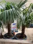 Студоустойчиви Палми Трахикарпус, снимка 7