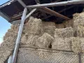 Таз годишни бали, снимка 1