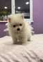 Померан , снимка 2