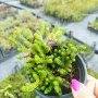 Седум Лидиум, Sedum Lydium, студоустойчив, многогодишен, снимка 5