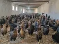 Кокошки Супер Харко , снимка 2