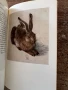 Книга за Албрехт Дюрер - акварели и рисунки на немски , снимка 11