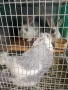 продавам  домашни зайци за клане, снимка 4