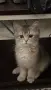 Мъжки котарак за разплод, снимка 4