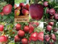 Ябълки Сортове, снимка 1 - Градински цветя и растения - 42573660