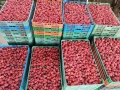 продавам разсад малини , снимка 4