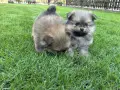 мъжки померани малки, снимка 5