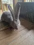 зайци великани всякакви, снимка 15