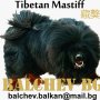 Тибетски мастиф , снимка 2