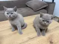 Британски късокосмести светло сив , снимка 9
