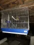 клетки за птици, снимка 3