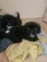 Мъжки  Пекинези, снимка 1