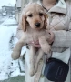 Кокер Шпаньол , снимка 4