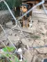 Подарявам кученца, снимка 1