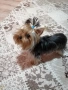 Мини йоркширски териер , снимка 7