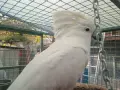 какаду алба мъжки, снимка 5