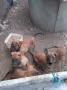 Белгийска овчарка, снимка 5
