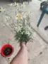 Еделвайс - Растение , снимка 8