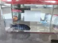 Африкански цихлиди, снимка 1
